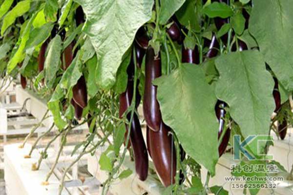 無土栽培，無土栽培技術，無土栽培設備