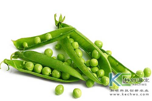 無土栽培，無土栽培技術，無土栽培設備