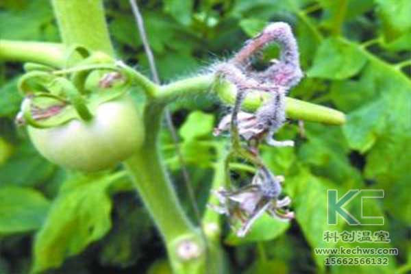 無土栽培，無土栽培技術，無土栽培設備