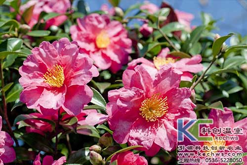 無土栽培，無土栽培技術，無土栽培設備