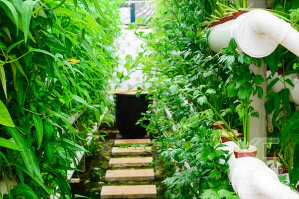 無土栽培，無土栽培技術(shù)