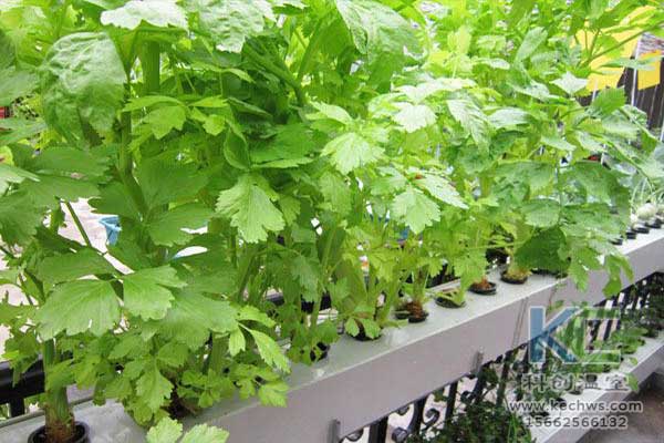 無土栽培，無土栽培技術，無土栽培設備