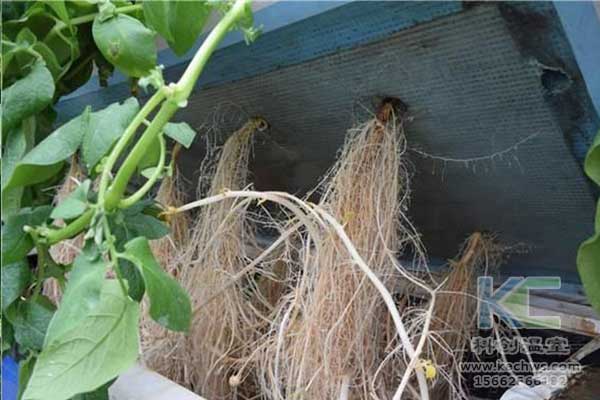 無(wú)土栽培，無(wú)土栽培技術(shù)，無(wú)土栽培設(shè)備