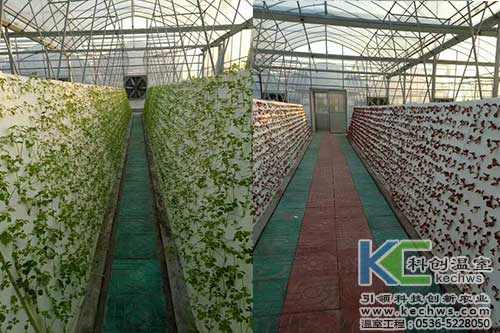 無土栽培，無土栽培技術(shù)，無土栽培設(shè)備