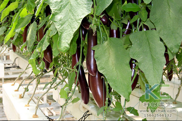 無(wú)土栽培，無(wú)土栽培技術(shù)，無(wú)土栽培設(shè)備