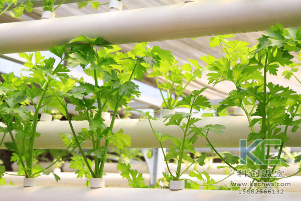 無土栽培，設(shè)備，無土栽培設(shè)備，設(shè)施