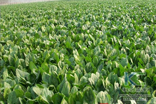 無土栽培，無土栽培技術