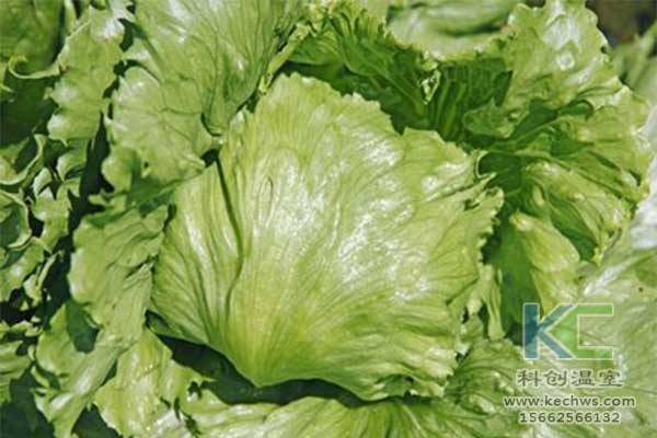 無土栽培，無土栽培技術(shù)