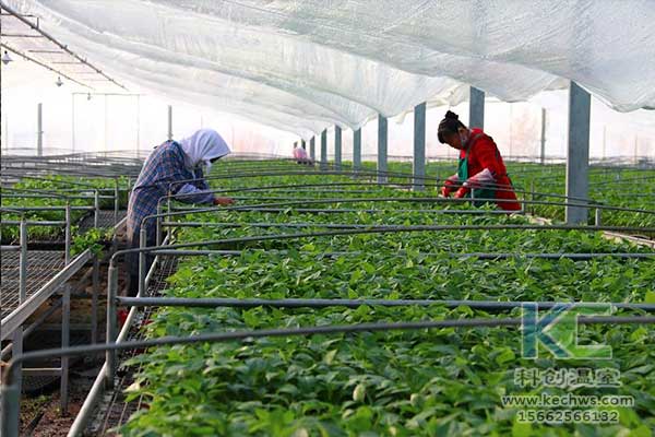 無(wú)土栽培，無(wú)土栽培技術(shù)