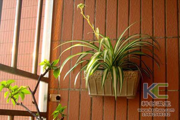 無土栽培，無土栽培技術，無土栽培設備