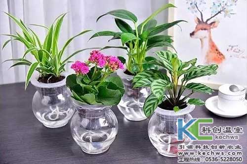 無(wú)土栽培，無(wú)土栽培技術(shù)，無(wú)土栽培設(shè)備