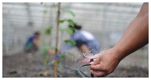 無土栽培，無土栽培技術(shù)，無土栽培設(shè)備