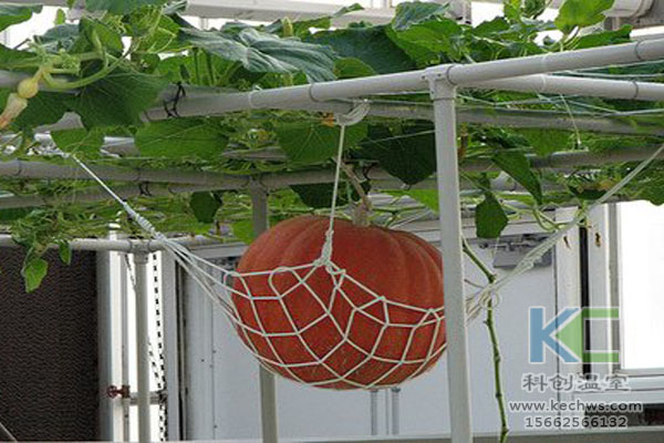 無土栽培技術(shù)，魚菜共生系統(tǒng)，無土栽培，溫室大棚