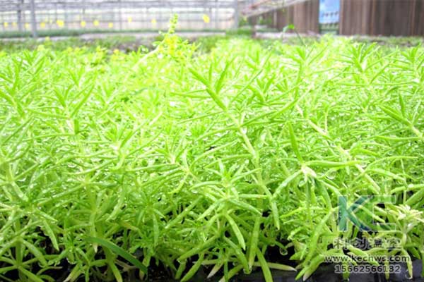 無土栽培，無土栽培技術(shù)，無土栽培設(shè)備