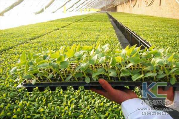 無土栽培，無土栽培技術，無土栽培設備