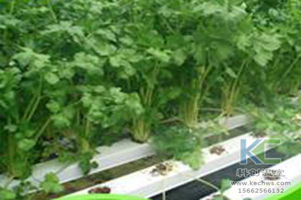 無土栽培，無土栽培技術，無土栽培設備