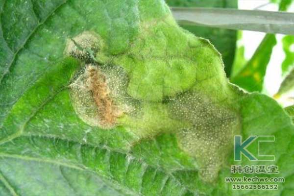 無土栽培，無土栽培技術，無土栽培設備