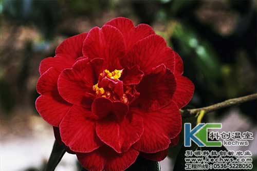 無土栽培，無土栽培技術，無土栽培設備