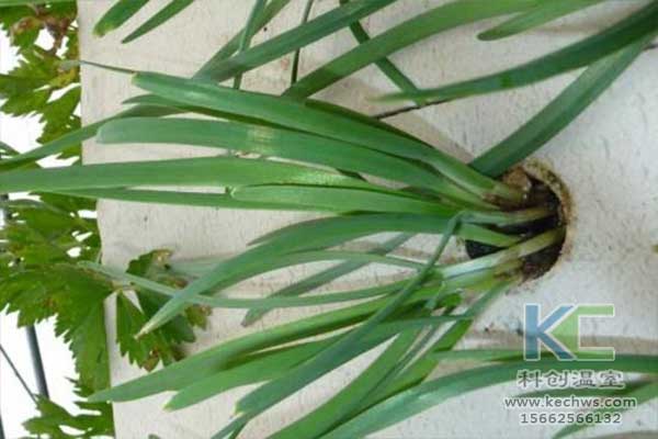 無土栽培，無土栽培技術，無土栽培設備