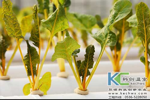 無土栽培，無土栽培技術，無土栽培設備