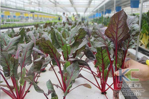 無土栽培，無土栽培技術(shù)，無土栽培設(shè)備