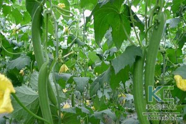 無土栽培，無土栽培技術，無土栽培設備