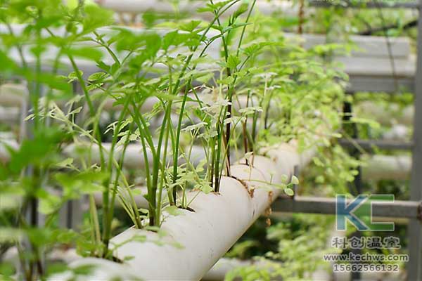無土栽培，無土栽培技術，無土栽培設備