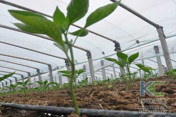 無土栽培，無土栽培技術，無土栽培設備