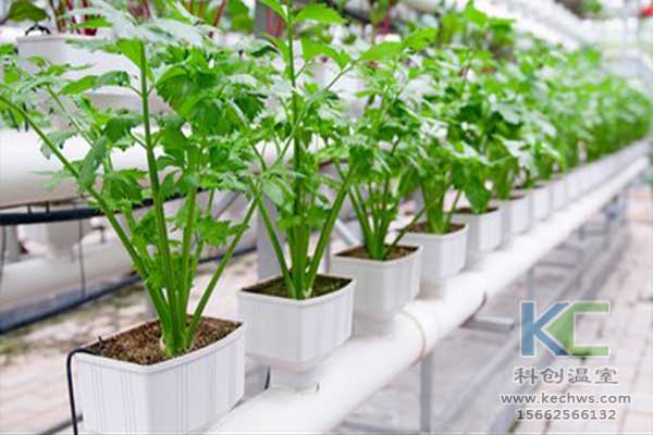 無土栽培，無土栽培技術(shù)，無土栽培設(shè)備
