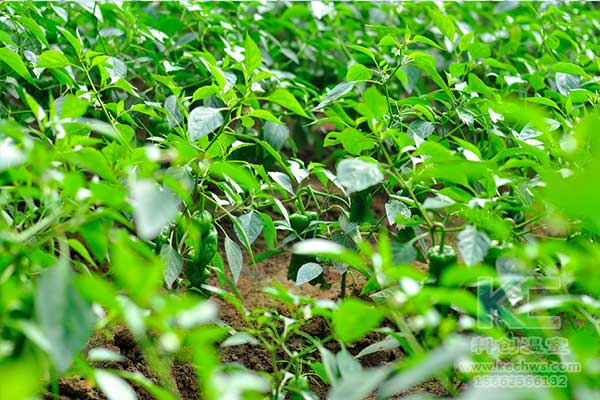 無土栽培，無土栽培技術(shù)，無土栽培基質(zhì)