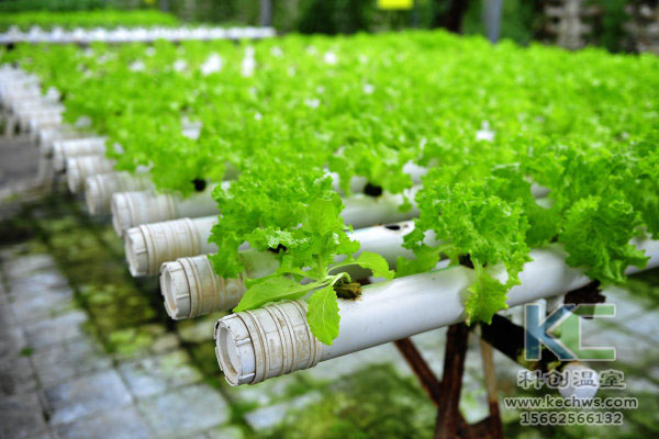 無土栽培，無土栽培技術，無土栽培設備