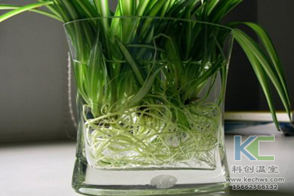 無土栽培，無土栽培技術，無土栽培設備