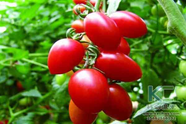 無土栽培技術，蔬菜大棚建設，溫室大棚，無土栽培