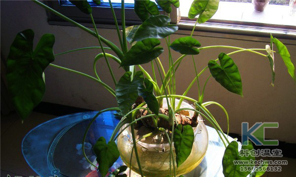 無土栽培，無土栽培技術(shù)，無土栽培設(shè)備