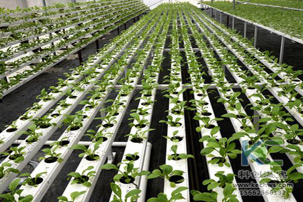 無(wú)土栽培技術(shù)，魚(yú)菜共生系統(tǒng)，無(wú)土栽培，溫室大棚