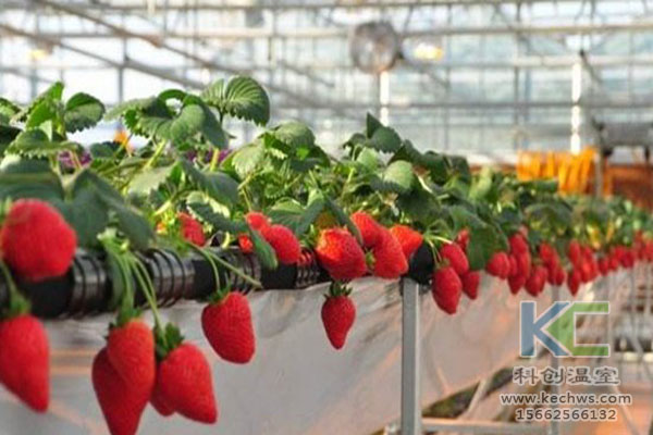 無土栽培，無土栽培技術，無土栽培設備