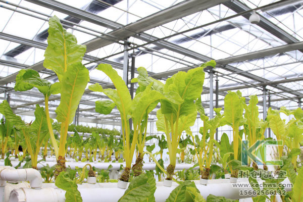 無土栽培，無土栽培技術，無土栽培設備