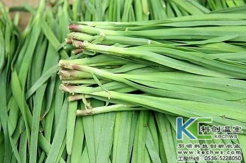 無土栽培，無土栽培技術，無土栽培設備