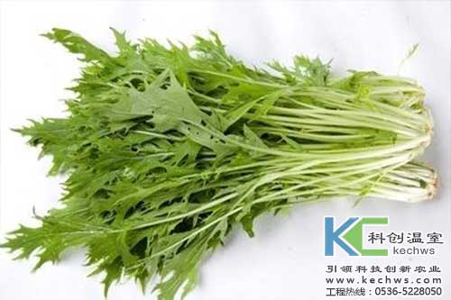 無土栽培，無土栽培技術，無土栽培設備