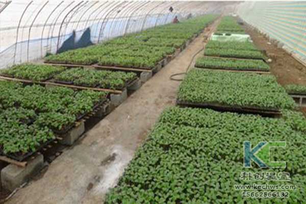 無土栽培，無土栽培技術(shù)，無土栽培設(shè)備