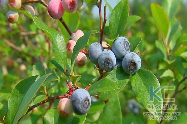無土栽培，無土栽培技術，無土栽培設備