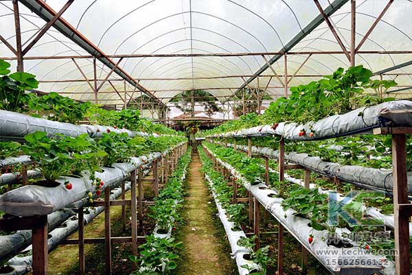 無土栽培，無土栽培技術(shù)，無土栽培設(shè)備