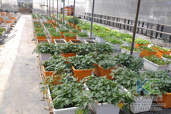 無土栽培，無土栽培技術(shù)，無土栽培設(shè)備