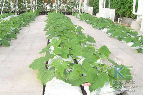 無(wú)土栽培，無(wú)土栽培技術(shù)，無(wú)土栽培設(shè)備