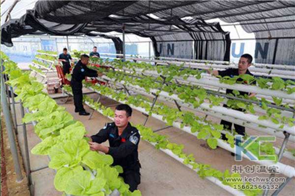 無土栽培，無土栽培技術，無土栽培設備