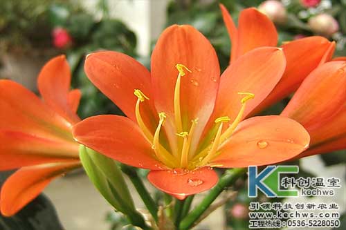 無土栽培，無土栽培技術，無土栽培設備