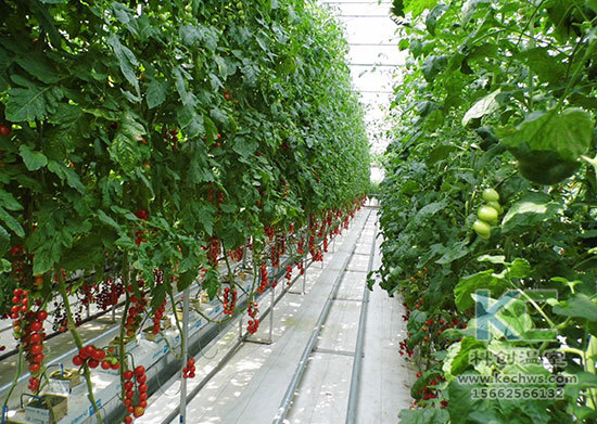 無土栽培，無土栽培技術，無土栽培設備