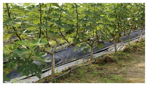 無土栽培，無土栽培技術(shù)，無土栽培設(shè)備