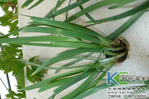 無土栽培，無土栽培技術，無土栽培設備