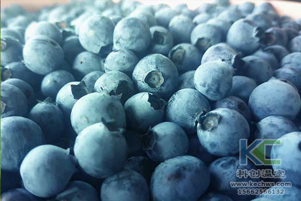 無土栽培，無土栽培技術，無土栽培設備